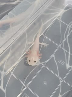 a small gecko is sitting on the floor in front of a glass enclosure with its head and tail sticking out