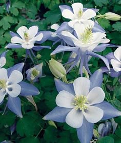 blue and white flowers are growing in the grass