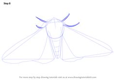 how to draw a fly insect step by step drawing instructions for kids and beginners