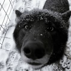 a black dog standing in the snow next to a wire fence with it's head looking at the camera