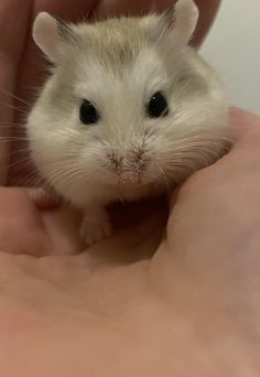 a small white hamster being held by someone's hand in front of him