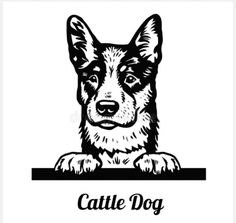 a black and white drawing of a dog with the word cattledog on it's chest