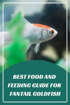the best food and feeding guide for an animal goldfish is shown in this image