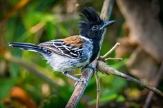 a small bird sitting on top of a tree branch
