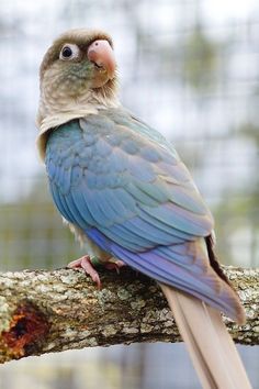 a blue and white bird sitting on top of a tree branch with its eyes open