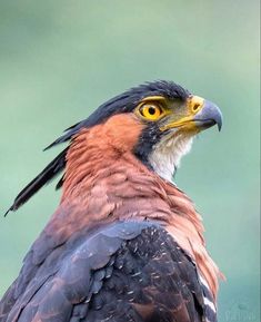 a close up of a bird of prey looking at something in the distance with yellow eyes