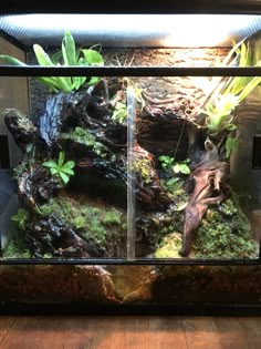 an aquarium with plants and rocks in it