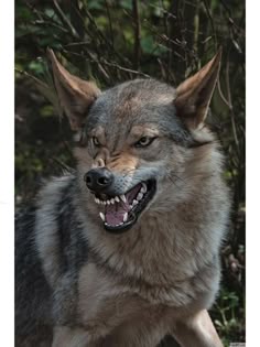 a wolf with it's mouth open and teeth wide open in front of some trees