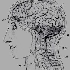 the side view of a human head with labels on its brain and part of it labeled