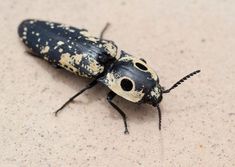 a black and white bug sitting on top of a cement floor next to a wall