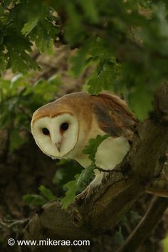 an owl sitting on top of a tree branch