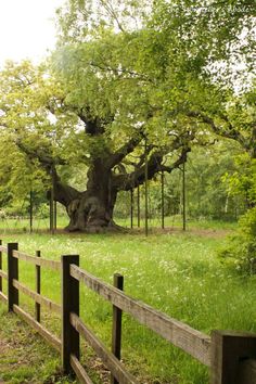 an old tree in the middle of a grassy field with a wooden fence around it