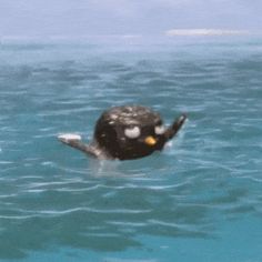 an animal floating in the water with it's head sticking out of the water