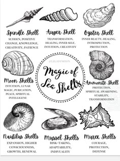 Shell Spiritual Meaning, Shell Meanings, Sea Shell Meaning, Shell Meaning, Ocean Symbolism, Shells Witchcraft, Seashell Meaning, Shell Witchcraft, Beach Magic