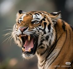 a tiger with its mouth open showing teeth