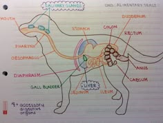 a diagram of the human body with labels on it