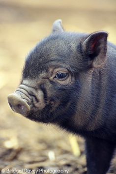 a small black pig standing on top of a dirt field