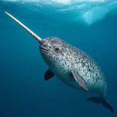a narw swimming in the ocean with its long, white tail sticking out