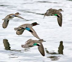 three ducks are flying over the water and reflecting each other's reflection in the water