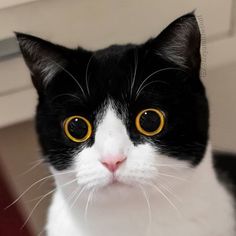 a black and white cat with yellow eyes