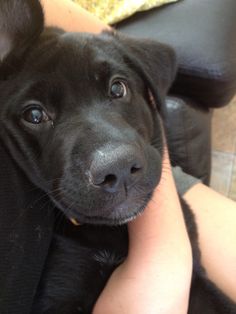 a close up of a person holding a black dog in their lap and looking at the camera