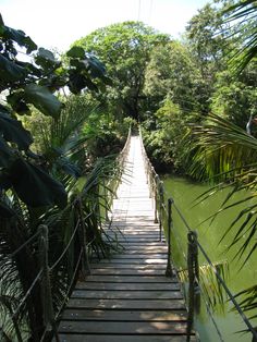 a wooden bridge over a body of water surrounded by trees