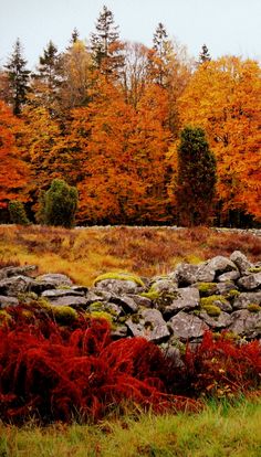 a stone wall in the middle of an autumn forest