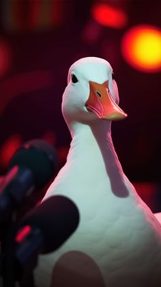a close up of a white duck with a microphone in the foreground and red lights in the background