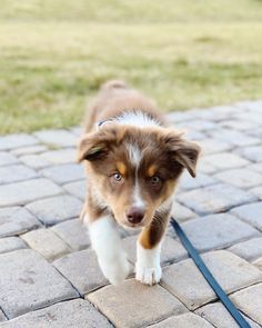 a brown and white puppy walking across a brick walkway with his paw on the ground