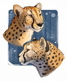 two cheetah are standing next to each other in front of a blue background