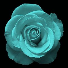 a blue rose is shown against a black background