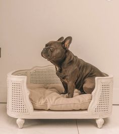 a small dog sitting on top of a bed in the middle of a white room