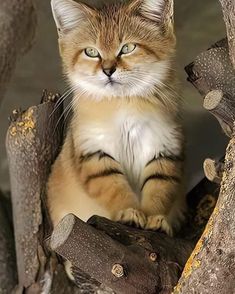 a cat is sitting in a tree with its eyes open and looking at the camera