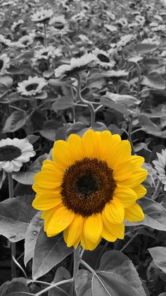 black and white photograph of a sunflower in the middle of a field with many leaves