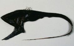 an animal that is laying down on the ground with it's tail curled up