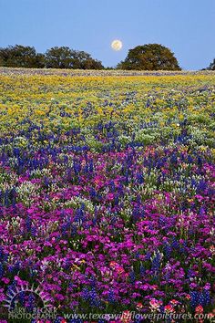 a field full of purple and yellow flowers with the moon in the sky above it