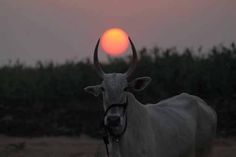 a cow with horns standing in front of the sun