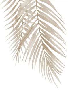 the shadow of a palm tree leaf on a white background is seen in this image
