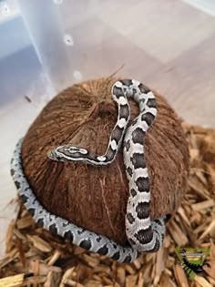 a snake is curled up on top of a coconut