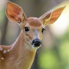 a young deer looks at the camera with an alert look on its face and ears