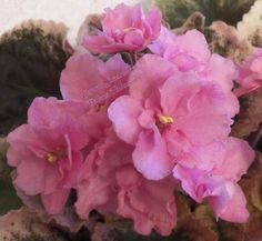 pink flowers are blooming in the garden