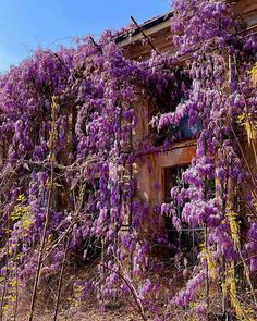 purple flowers growing on the side of an old building