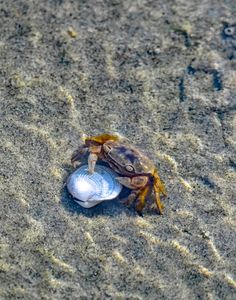 a crab with a shell in the sand