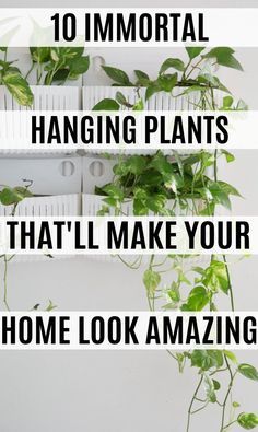 some plants are hanging on the wall with words that read 10 important hanging plants that i'll make your home look amazing
