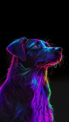 a colorful dog is sitting in the dark