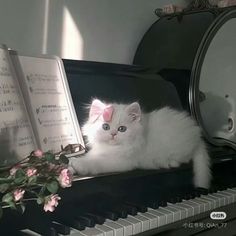a white kitten sitting on top of a piano