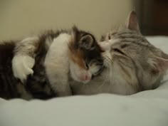 two kittens cuddle together on a bed