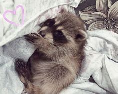 a baby raccoon is peeking out from under a blanket with the word love written on it