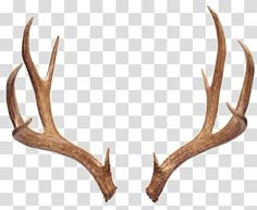 two deer antlers standing side by side in front of a white background png