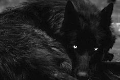 a black wolf laying on the ground with its eyes open and looking at the camera